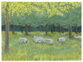 One of the sheep