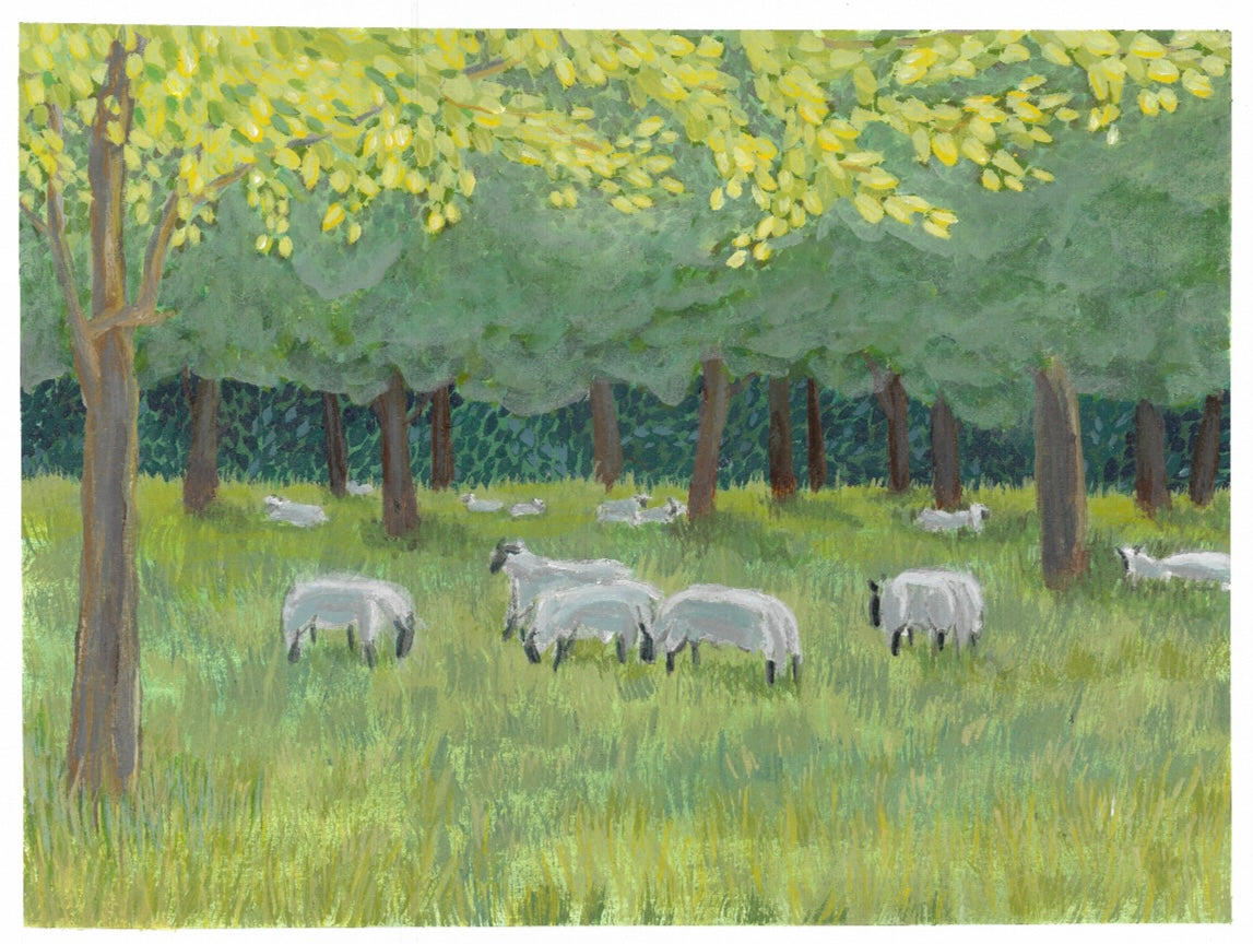 One of the sheep
